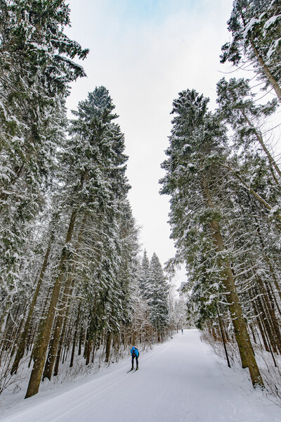 Лыжероллерная трасса