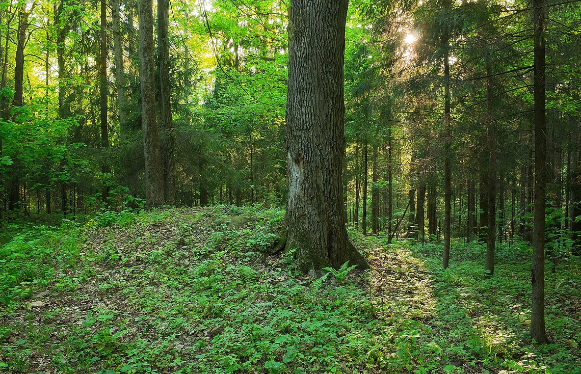 Курган, Историческое наследие, 