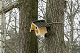 Одинцовский парк культуры, спорта и отдыха | День птиц