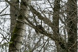 Одинцовский парк культуры, спорта и отдыха | День птиц