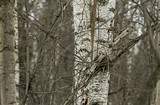 Одинцовский парк культуры, спорта и отдыха | День птиц