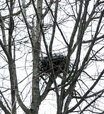 Одинцовский парк культуры, спорта и отдыха | День птиц