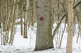 Одинцовский парк культуры, спорта и отдыха | День птиц