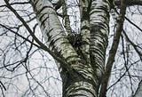 Одинцовский парк культуры, спорта и отдыха | День птиц