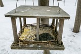 Одинцовский парк культуры, спорта и отдыха | День птиц