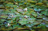 Кувшинки